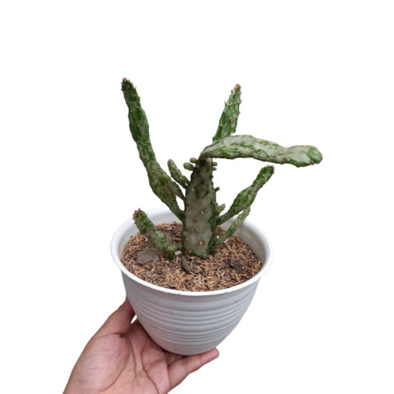 opuntia monacantha variegata,tanaman hias,kaktus ,sukulen variegata