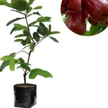 Bibit Jambu Jamaika jambu Jamaica Pohon Jambu Jamaika - WISATA AGROTANI