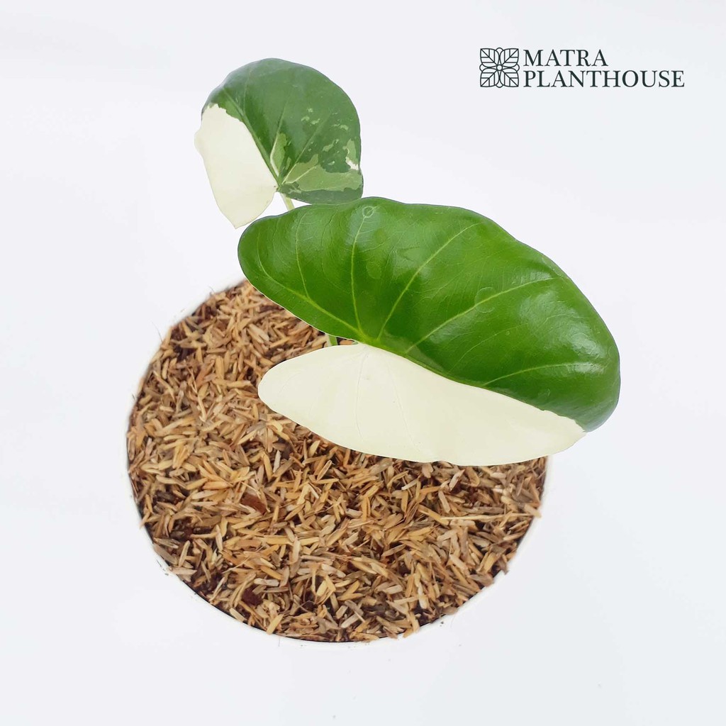 Alocasia Macrorrhizos (Alocasia Sente Variegata)