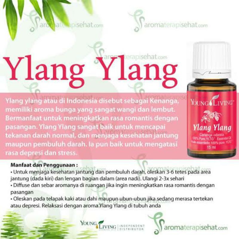 Jual Ylang Ylang Yleo Essential Oil 15ml Indonesia Shopee Indonesia