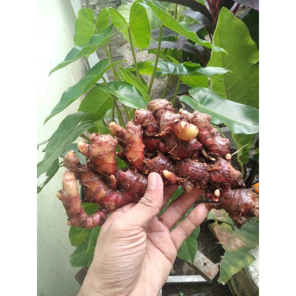 JAHE MERAH SEGAR 1KG/JAHE MERAH MEDAN SEGAR/JAHE Merah FRESH/JAHE BESAR