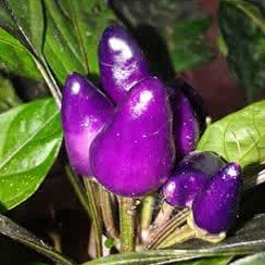 Benih Purple Candle, Jual benih cabe hias unik Purple candle bisa dimakan
