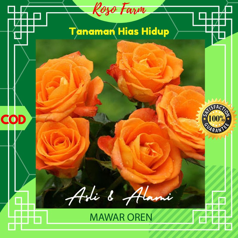 Bunga Mawar Oren Oranye Kebun Berkebun Bibit Benih Bunga Kembang Tanaman Hias Asli Alami Hidup