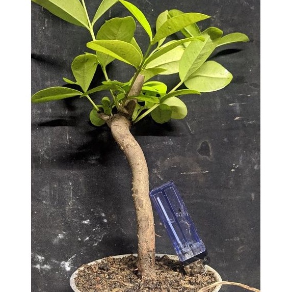 bahan bonsai juwet / jamblang sesuai gambar