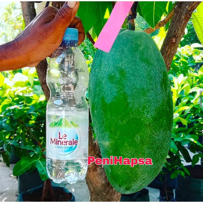 Bibit Mangga Mahatir Okulasi Original