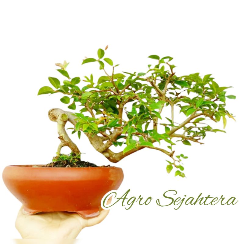 Bahan Bonsai Anggur Brazil ll BONSAI ANGGUR BRAZIL