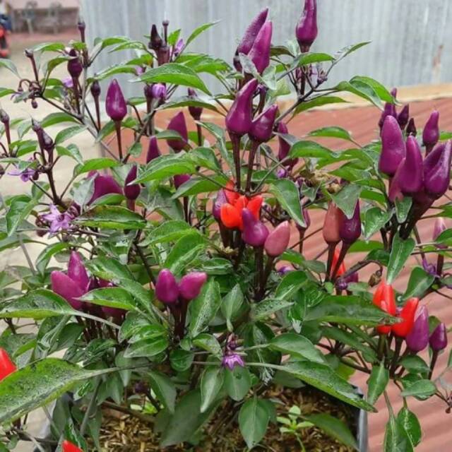 1 Paket Benih Cabe Hias Explosive Ember