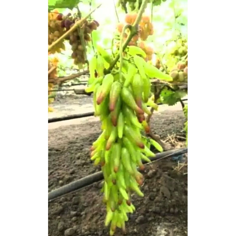 Bibit buah anggur HELLOWEEN valid