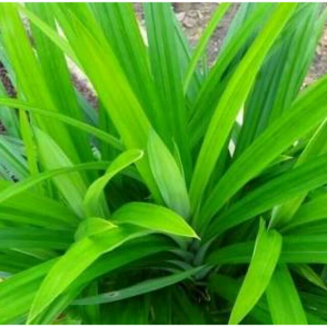 

Bubuk pandan kualitas pilihan kemasan 100gram