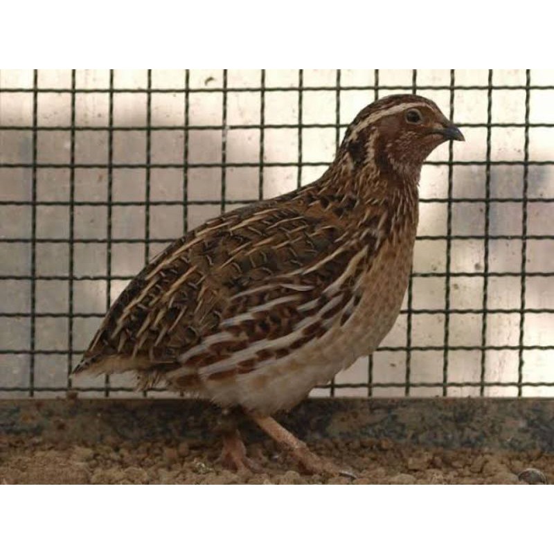 Burung Puyuh Jantan Dewasa