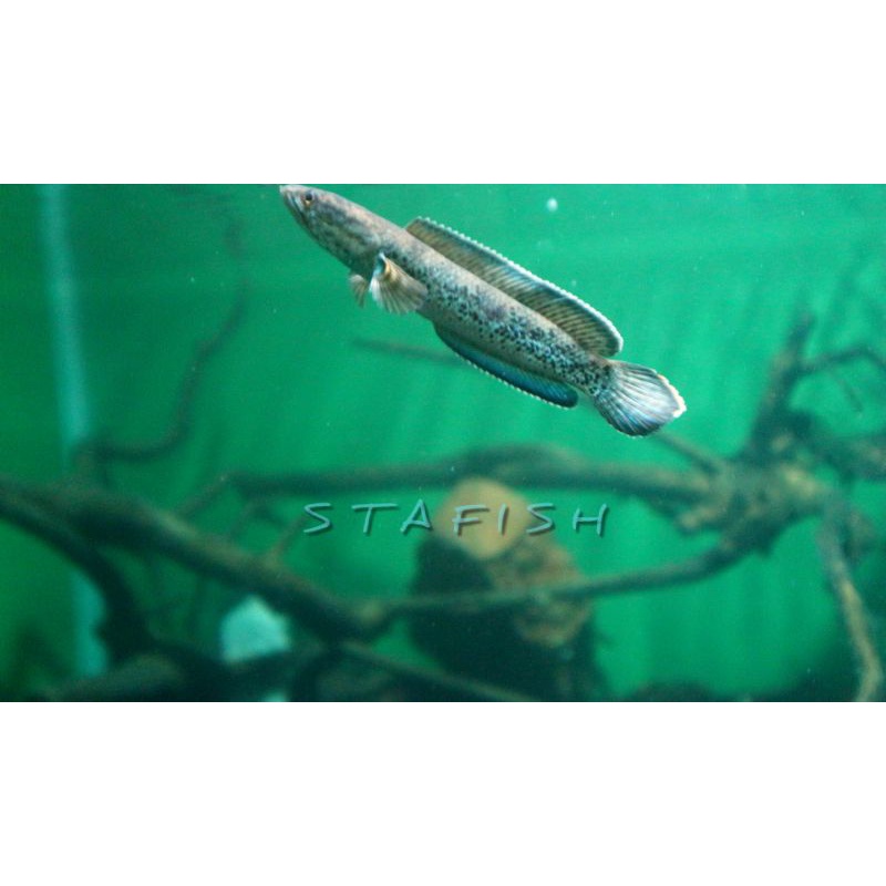 Stewarti Karbi 10-13 cm