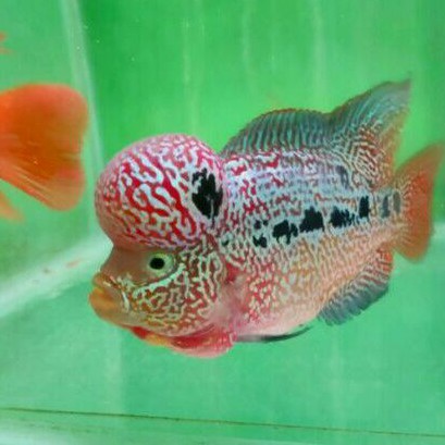 ikan lohan kamfa f3 burayak ikan louhan kamfa f3 burayak