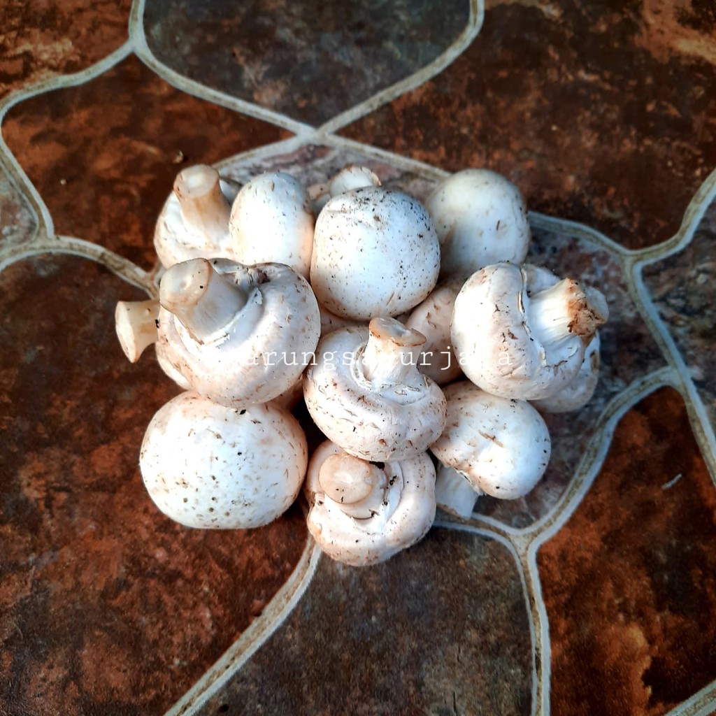 

Jamur Kancing / Champignon 250 gram