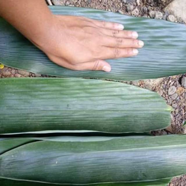 

Daun bambu bakcang