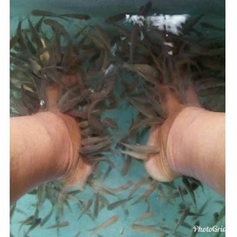 Ikan Terapi Paket 50 ekor 1 harga