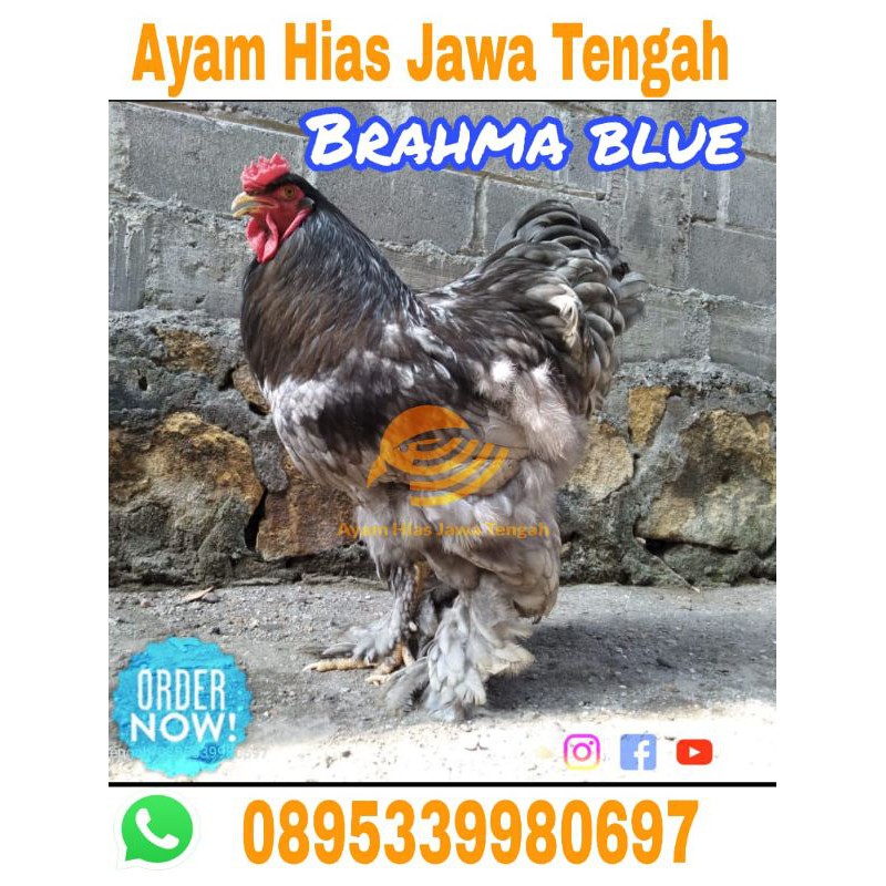 Anakan Ayam Brahma Blue