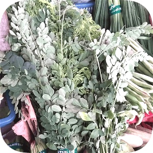 

Daun Kelor 1 ikat