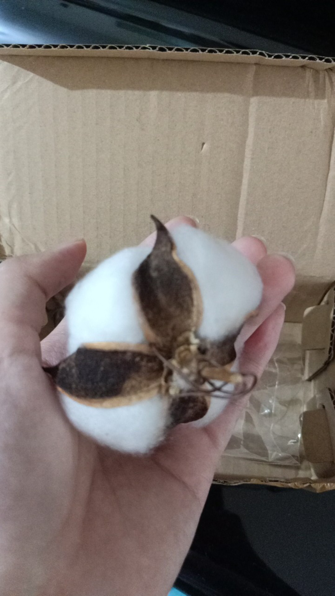 Dried Cotton Bunga Kapuk Bunga Kapas Kering