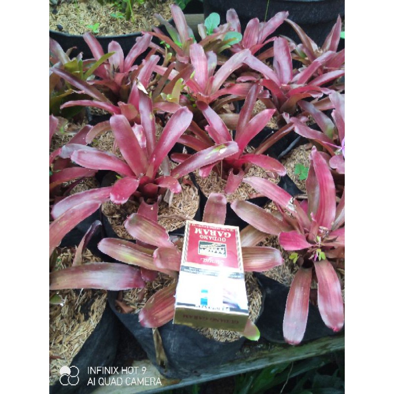 bromelia merah & Varigata