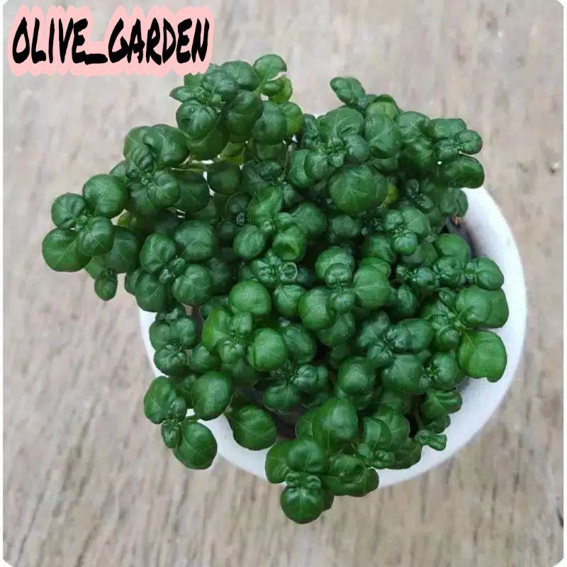 krokot curly-krokot mini hijau