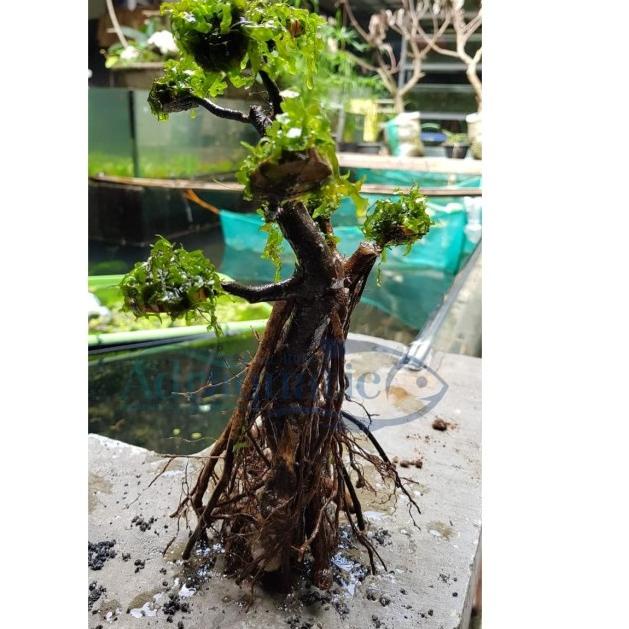❊ TANAMAN AQUASCAPE MOSS BONSAI ►