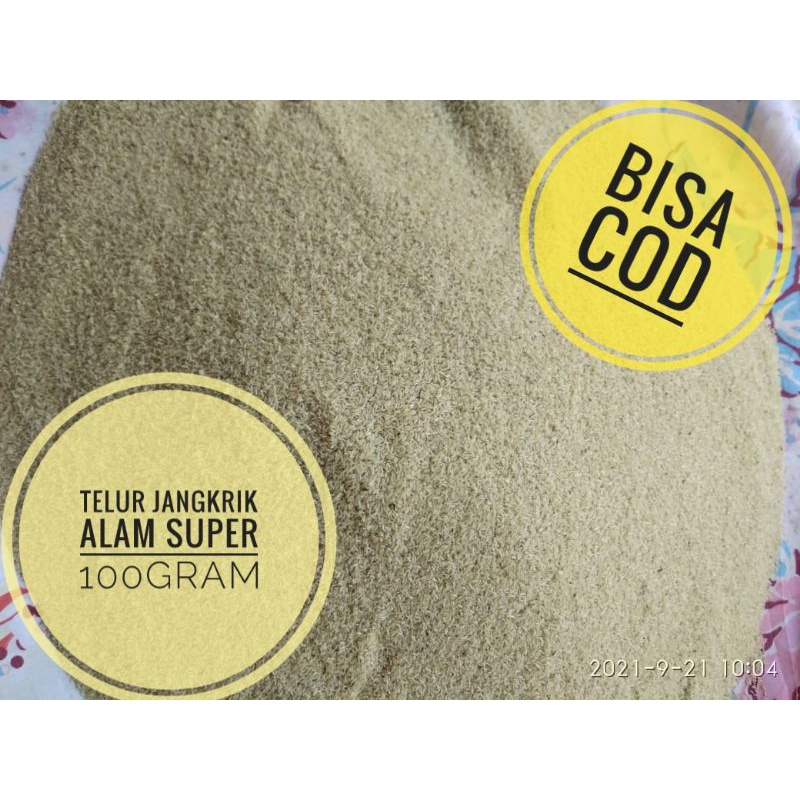 COD Telur Jangkrik Alam 100 gram Kualitas Super