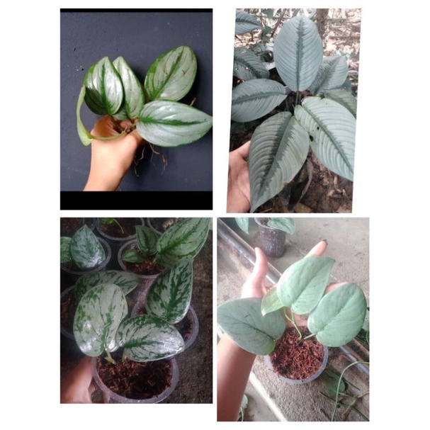 

Paket 4 jenis lebih Murah scindapsus moonlight,Sisma silver,scindapsus silver flash,scindapsus platinum