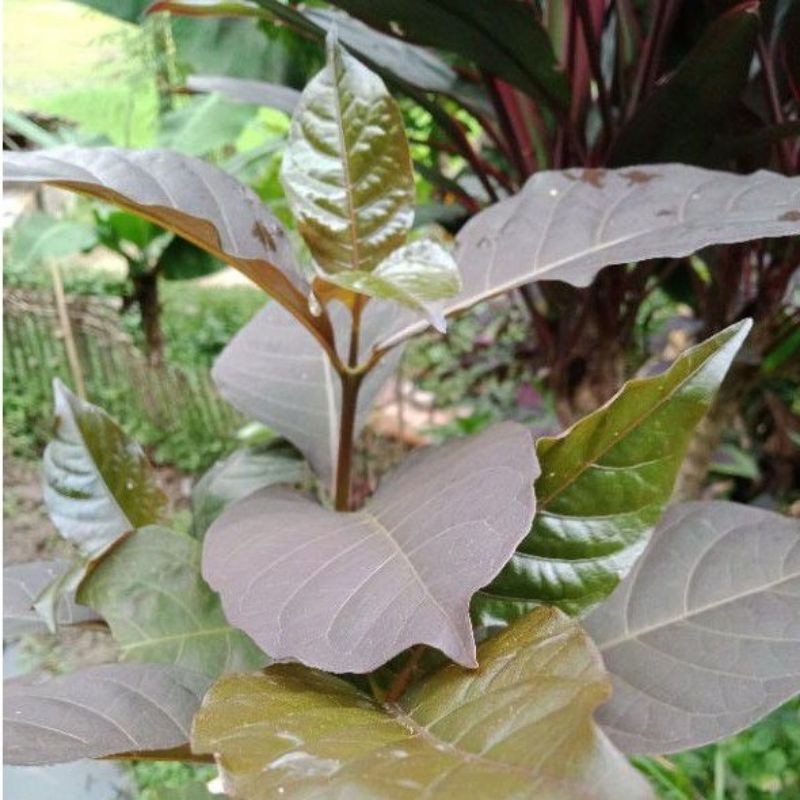 

Daun Ungu handeuleum segar 200 Grm baru petik