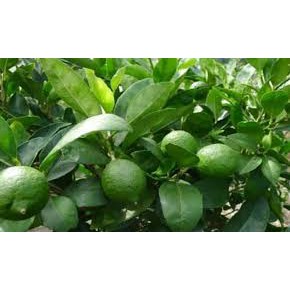 Bibit jeruk nipis asli