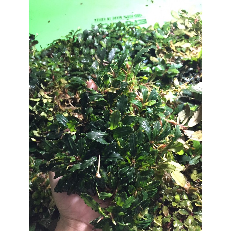 [1 Kg Buce Phalandra Medium Clumb KARANTINA WAJIB DIAMBIL ] Buce medium clump untuk Aquascape