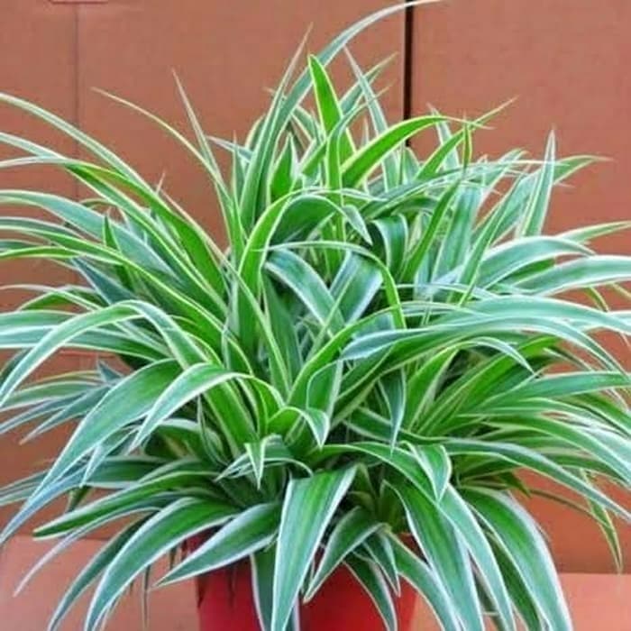 Tanaman hias Spider Plant  Lili Paris Hawai - lili paris hawai - pohon bunga lili paris