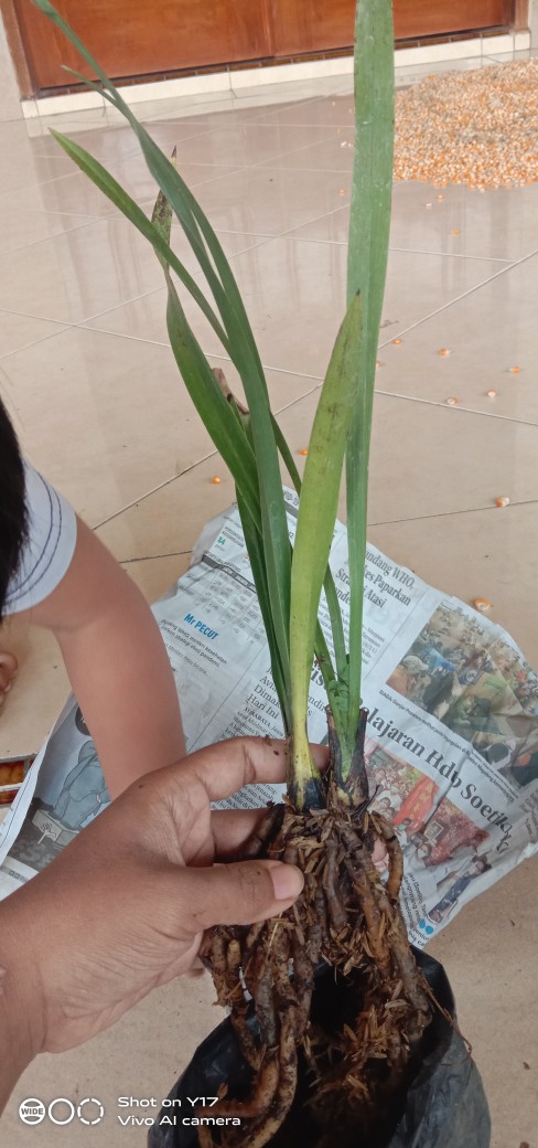 Cimbidium Golden Boy