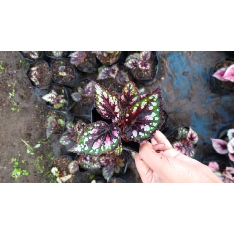 begonia hitam bintik, begonia absolut, begonia murah, begonia rimbun,  begonia unik, begonia grad a,