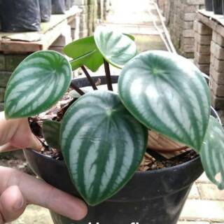  Tanaman  hias peperomia watermelon semangka Shopee Indonesia