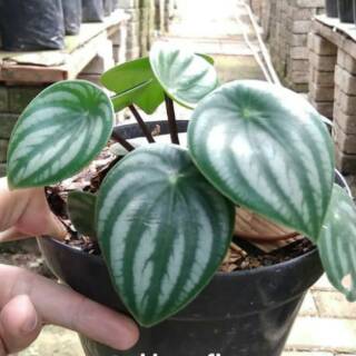  Tanaman  hias peperomia watermelon semangka Shopee Indonesia