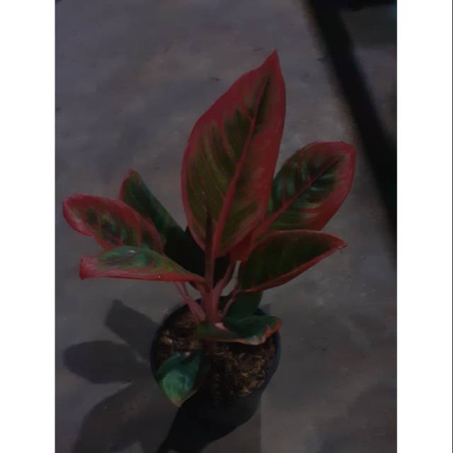 Khanza Aglaonema