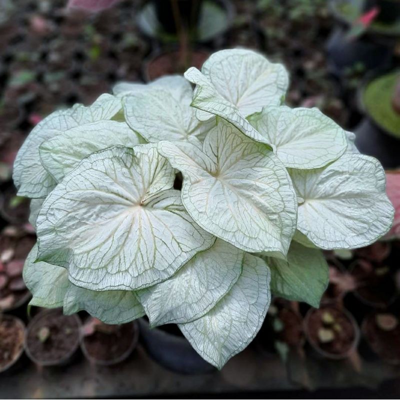 Caladium / Keladi White Of Jaguar Bibit Bunga Tanaman Hias