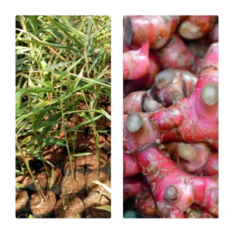 BIBIT JAHE MERAH UNGGUL