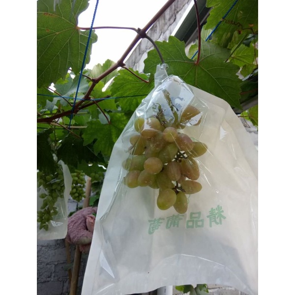 fruit cover anggur kain ,dan plastik transparan pelindung buah dari hama