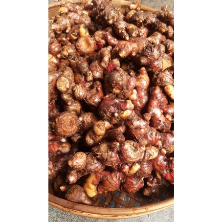 

Jahe Merah 250 gram Surabaya