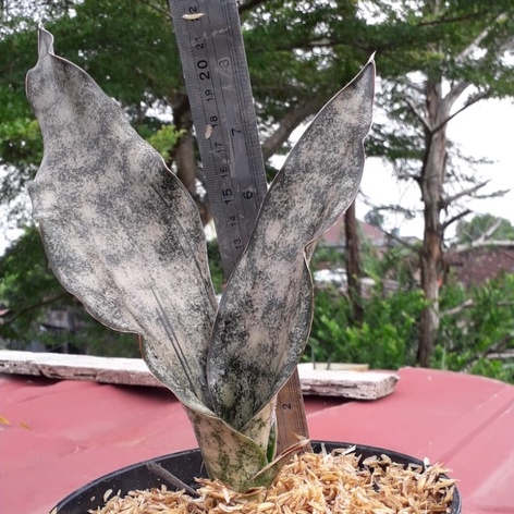 Sanseviera Kirkii  Brown - Sanseviera Kirkii Compacta