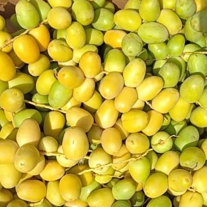 

TERLARIS Kurma Muda 500 Gr Fresh bukan Frozen/KURMA 1KG/KURMA BARARI/KURMA RUTHOB/KURMA BAM/KURMA PALM FRUIT/KURMA TANGKAI/KURMA AZWA/KURMA SUKKARI/KURMA SAFAWI/KURMA TUNISIA/KURMA MUDA KUNING/KURMA MUDA HIJAU/KURMA MEDJOL/KURMA MADINAH SUPER