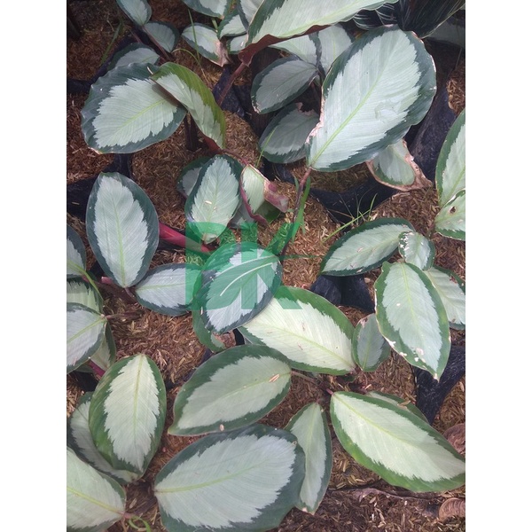 Tanaman hias hidup calathea darkstar-tanaman hidup-(bunga hidup murah-tanaman bunga-tanaman hidup) calathea-tanaman hias hidup-bunga calathea-tanaman murah - BAKUL KEMBANG