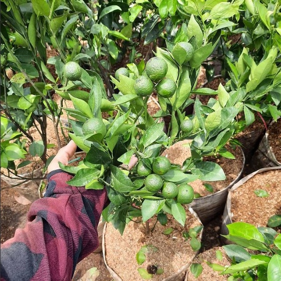 Sudah Berbuah Tanaman Jeruk Keprok Siam Madu / Bibit Jeruk Keprok Siam Madu Super