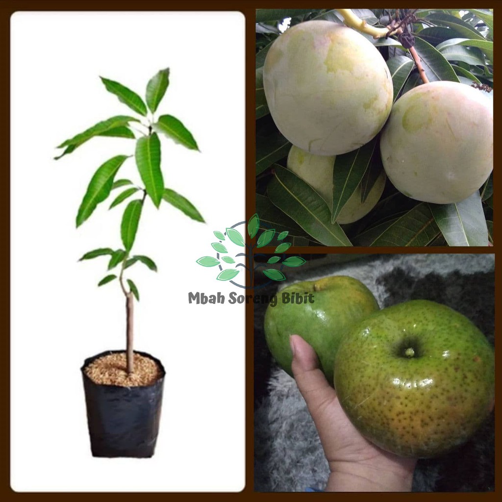 Bibit Mangga Kweni - Bibit Mangga Okulasi