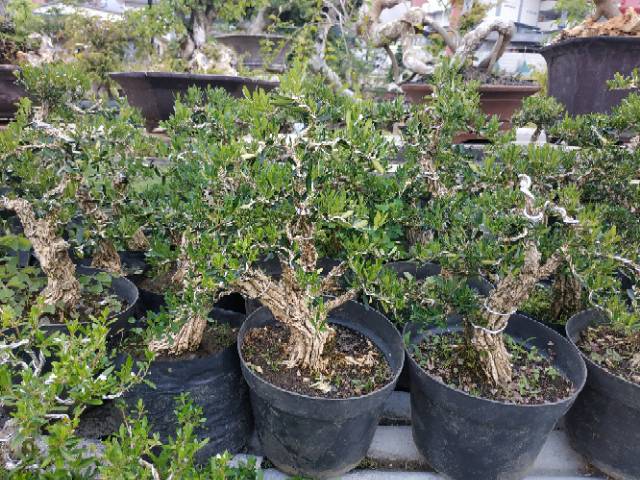 Bakalan Bonsai Buxus