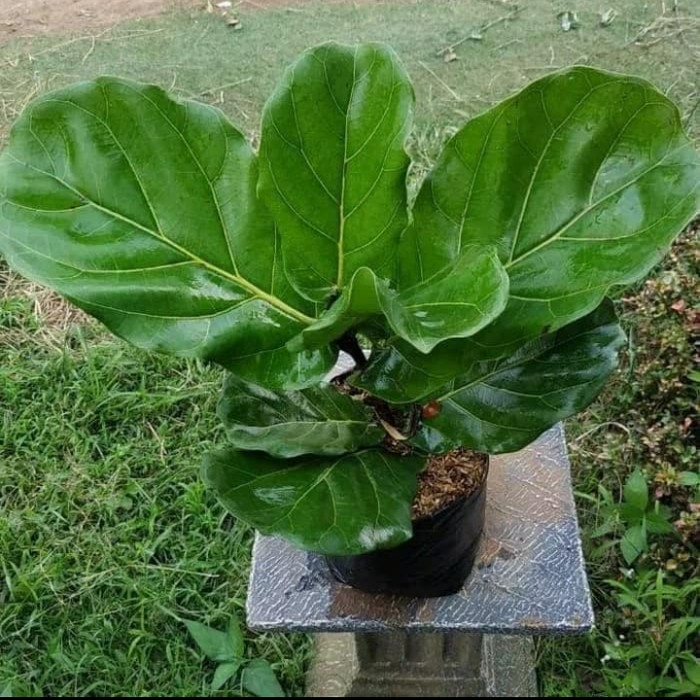 Tanaman Hias ketapang biola - pohon ketapang biola - ketapang biola