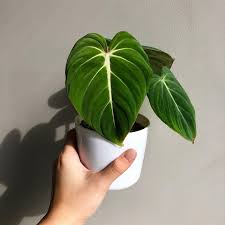 TANAMAN PHILODENDRON GLORIOSUM TANAMAN PHILO GLORIOSUM ZEBRA BUNGA PHILO