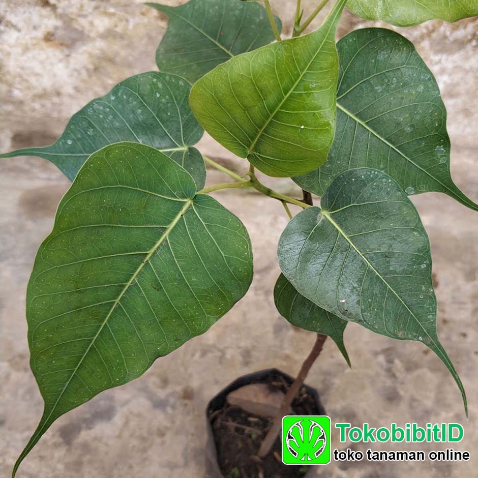 Tanaman Hias Pohon Bodhi