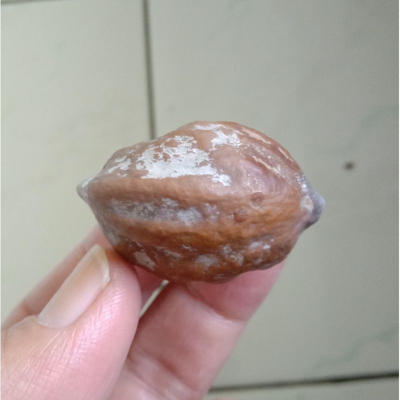 Kemiri Adu Muncang Adu Jayanti Induk Ori Khusus Petarung